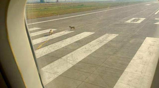 Pilot: ”Bir Köpek Aprona Girdi”