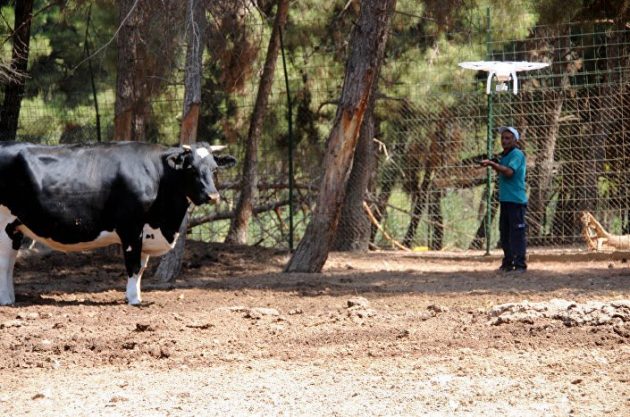 Kaçan Kurbanlıkları Yakalamak İçin Drone Timi